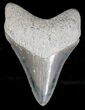 Bone Valley Megalodon Tooth - Great Tip #18317-1